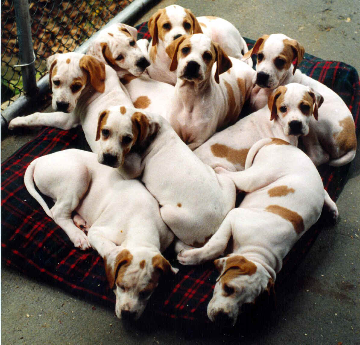 Diana's Puppies-1997